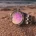 Pilbara Wild Violet Dive Watch